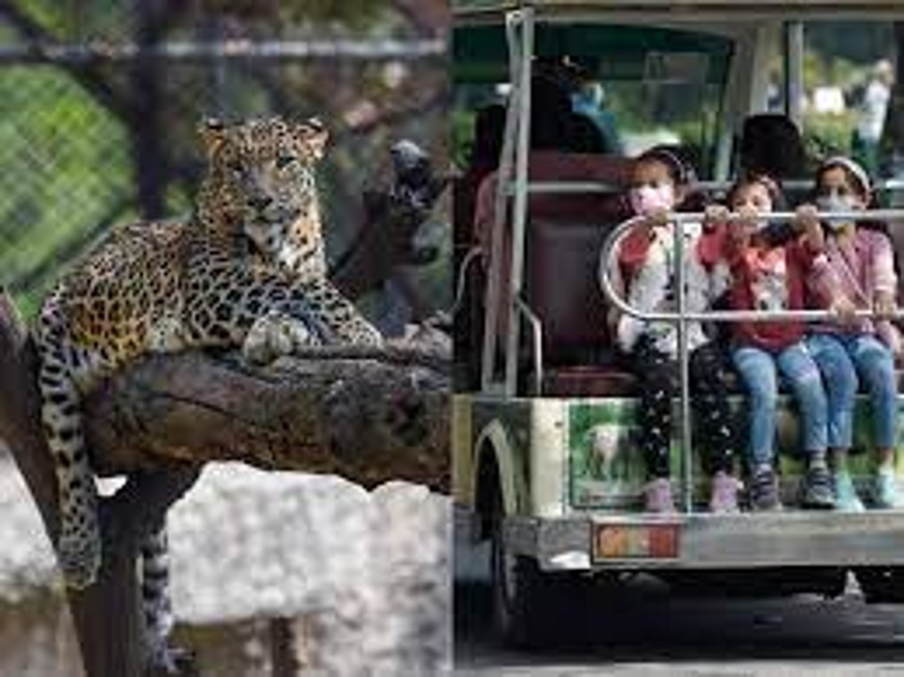 Delhi Zoo: एक ग्लास की दूरी होगी..। Delhi Zoo में जगुआर को देखना आसान है और उनसे करीब से सेल्फी ले सकते हैं