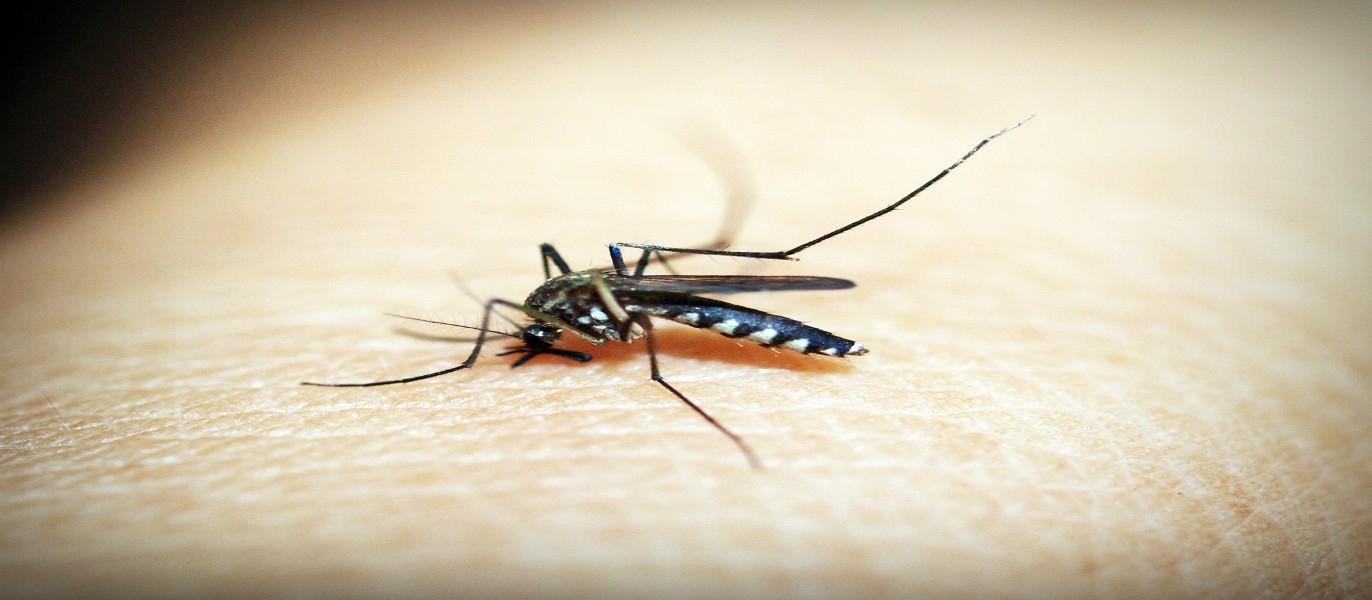 Delhi में पिछले साल की तुलना में dengue के 14 गुना अधिक case ने सारे रेकॉर्ड तोड़े