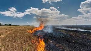 हरियाणा-पंजाब में पराली जलाने वालों पर अब कोई भरोसा नहीं