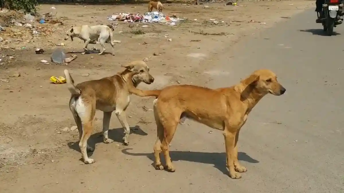 आवारा कुत्ते का भय, जो कई लोगों को शिकार बनाया