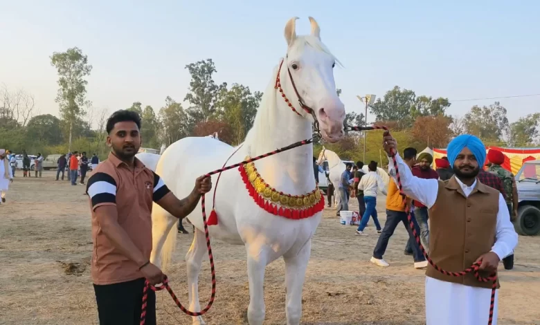 तीन करोड़ से का घोड़ा देखा गए!: मालिक ने फरीदकोट हार्स शो में लगी कीमत पर इनकार करते हुए कहा, "कमाऊ पूत मेरा है"