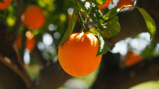 Orange farmers: बंगलादेश के फैसले से प्रभावित हुए महाराष्ट्र के किसान, संतरे के निर्यात में कमी