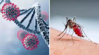 Chandipura virus: डब्ल्यूएचओ ने भारत में ये वायरस को सबसे खतरनाक बनाया, अबतक 80 से अधिक लोगों की जान ले चुका है