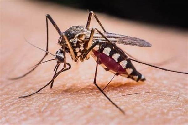 Dengue epidemic: इस साल डेंगू के मामले क्यों बढ़ रहे हैं? क्या हैं रेड संकेत, कैसे आम बुखार से अलग हैं? 