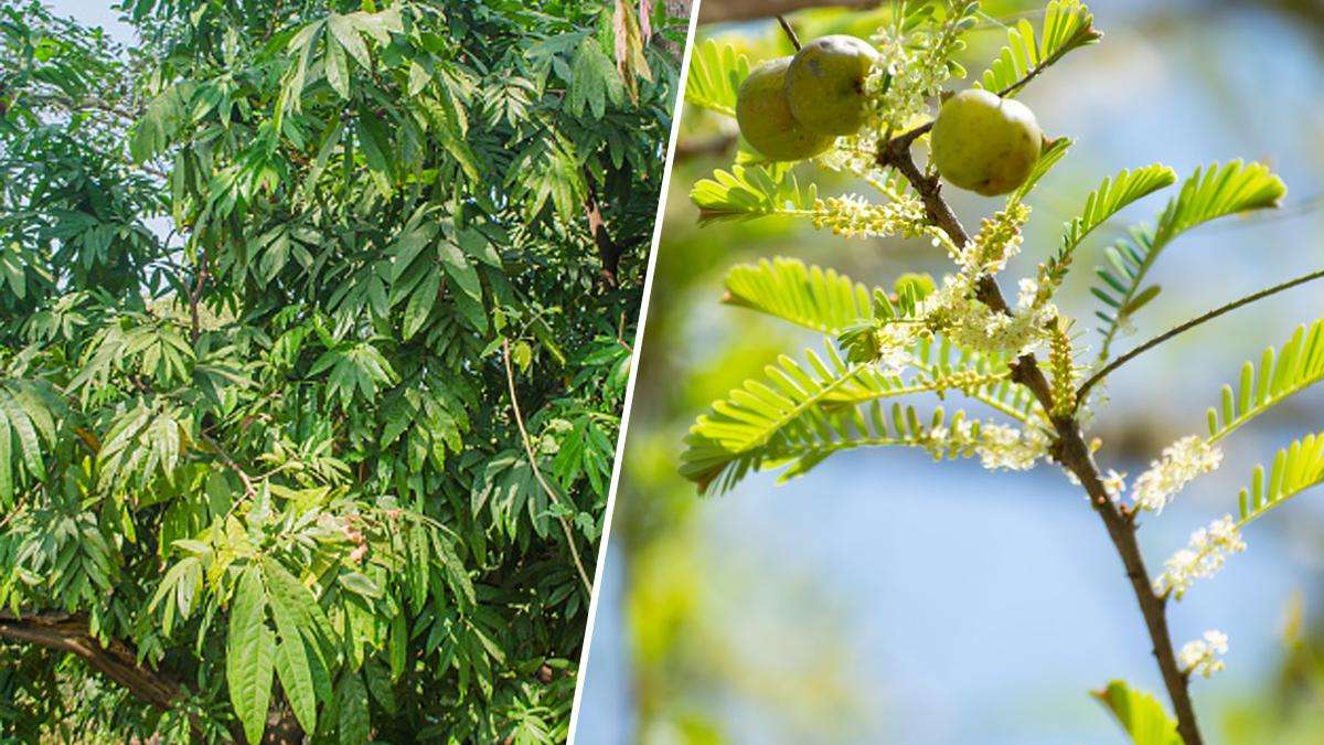 Amla plant Benefits: इस एक पौधे को घर में लगाने से पैसे की कमी नहीं होगी, लेकिन ये सिर्फ दो दिन ही शुभ हैं।