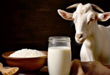 क्या Goat Milk डेंगू को ठीक करता है? जानें विशेषज्ञों की राय