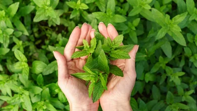 Benefit of tulsi leaves: यह पौधा एक आयुर्वेदिक वरदान है, जिसकी पत्तियां पेट की बीमारी दूर करती हैं..।खांसी-जुकाम काढ़ा पीने से ठीक हो जाता है