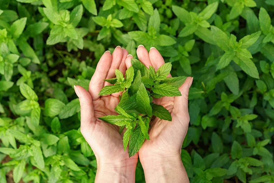 Benefit of tulsi leaves: यह पौधा एक आयुर्वेदिक वरदान है, जिसकी पत्तियां पेट की बीमारी दूर करती हैं..।खांसी-जुकाम काढ़ा पीने से ठीक हो जाता है