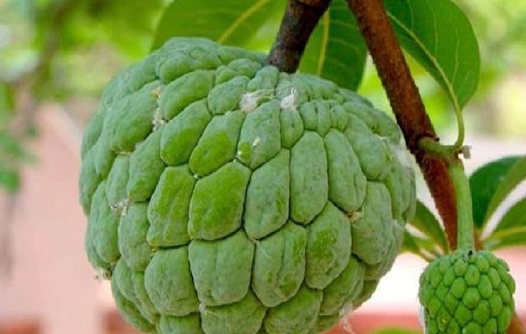 Sitaphal health benefits: सीताफल खरीदते समय इन बातों को ध्यान में रखें, ताकि आप अच्छे फलों को पा सकें!