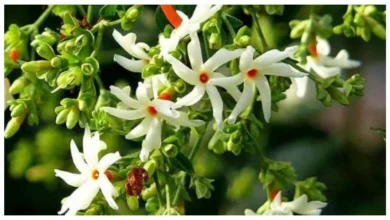 Benefits of Harsingar flowers: इस सुगंधित पौधे के चार ज्योतिषीय उपायों से आपकी तिजोरी धन से भर जाएगी!