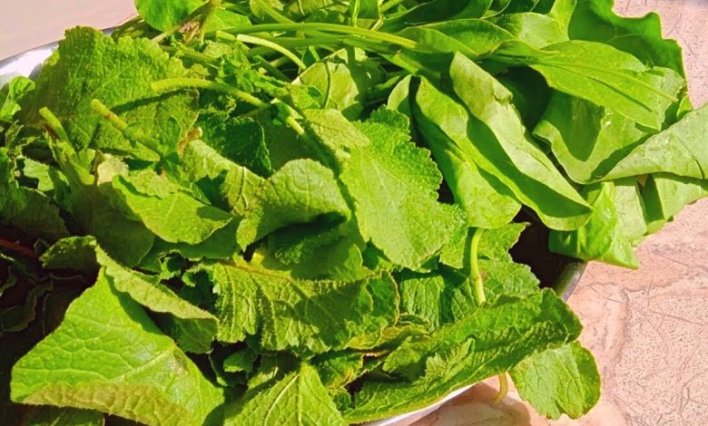 Best Winter Foods for a Healthy Life: सर्दियों में क्या खाना चाहिए ताकि शरीर गर्म रहें और शरीर को स्वस्थ रखें? इसका जवाब 5 सुपरफूड है