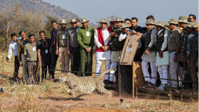 मुख्यमंत्री मोहन यादव ने Kuno National Park में  जंगल में 5 चीते छोड़े, इस मौके पर अधिकारियों के साथ चीता परियोजना की भी समीक्षा की