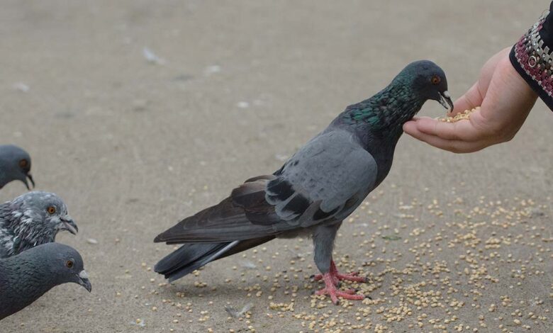Astro Tips: कबूतर को दाना खिलाने से पड़ सकता है आपकी किस्मत पर असर, क्या आपकी किस्मत से इसका कोई संबंध है?