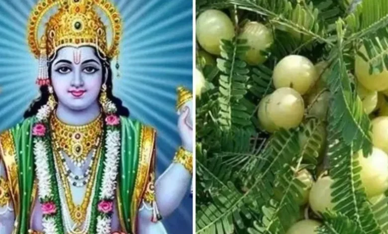 Amalaki Ekadashi 2025: आमलकी एकादशी पर चुपचाप करें ये काम, सोया भाग्य जग जाएगा