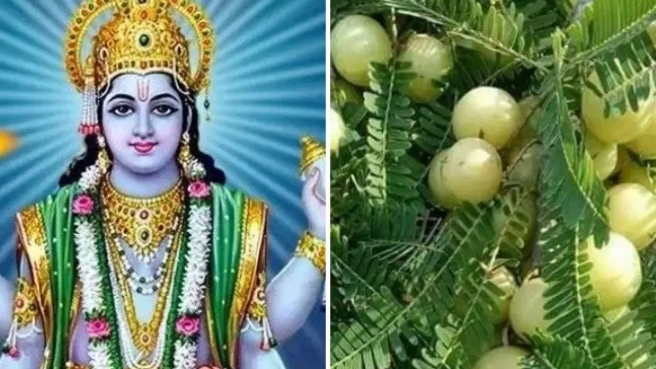 Amalaki Ekadashi 2025: आमलकी एकादशी पर चुपचाप करें ये काम, सोया भाग्य जग जाएगा