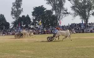 किला रायपुर ग्रामीण ओलंपिक 2026 के दूसरे दिन बैलगाड़ी दौड़ से गूंज उठा मैदान !