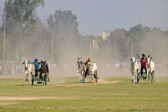 किला रायपुर में लौटा 12 साल पुराना गौरव: बैलगाड़ी दौड़ों के साथ ग्रामीण ओलंपिक-2026 का भव्य आगाज़; मंत्री खुड्डियां ने किया उद्घाटन किला रायपुर में लौटा 12 साल पुराना गौरव: बैलगाड़ी दौड़ों के साथ ग्रामीण ओलंपिक-2026 का भव्य आगाज़; मंत्री खुड्डियां ने किया उद्घाटन
