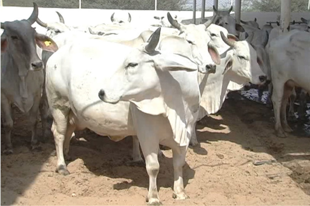 हरियाणा सरकार की बड़ी पहल, बेसहारा पशुओं के लिए हसनपुर गांव में खुलेगा आधुनिक अस्पताल और जीन बैंक