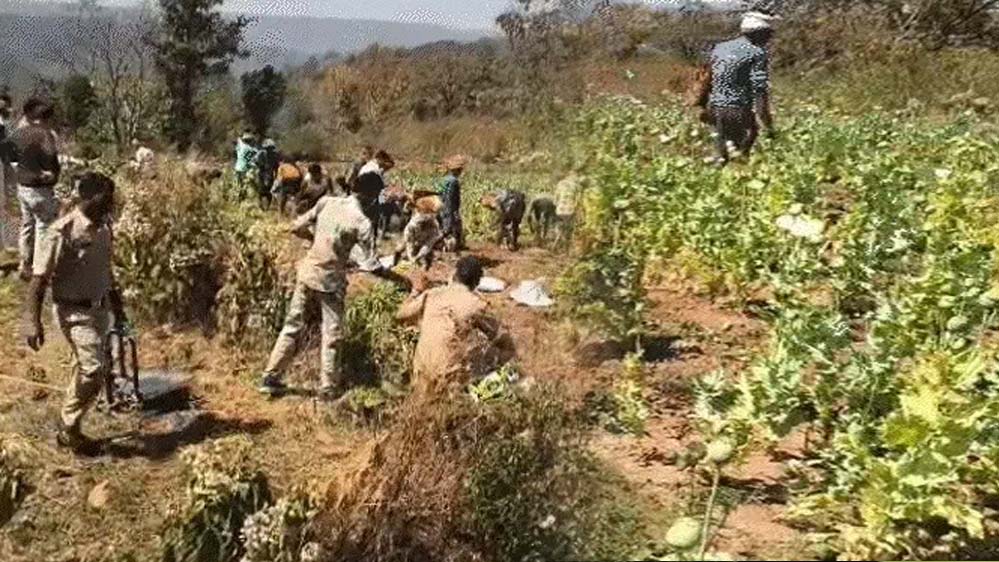 कोरंधा से 1.75 करोड़ रुपये मूल्य की अफीम जब्त, किसान बोले- गैर कानूनी होने की जानकारी नहीं थी