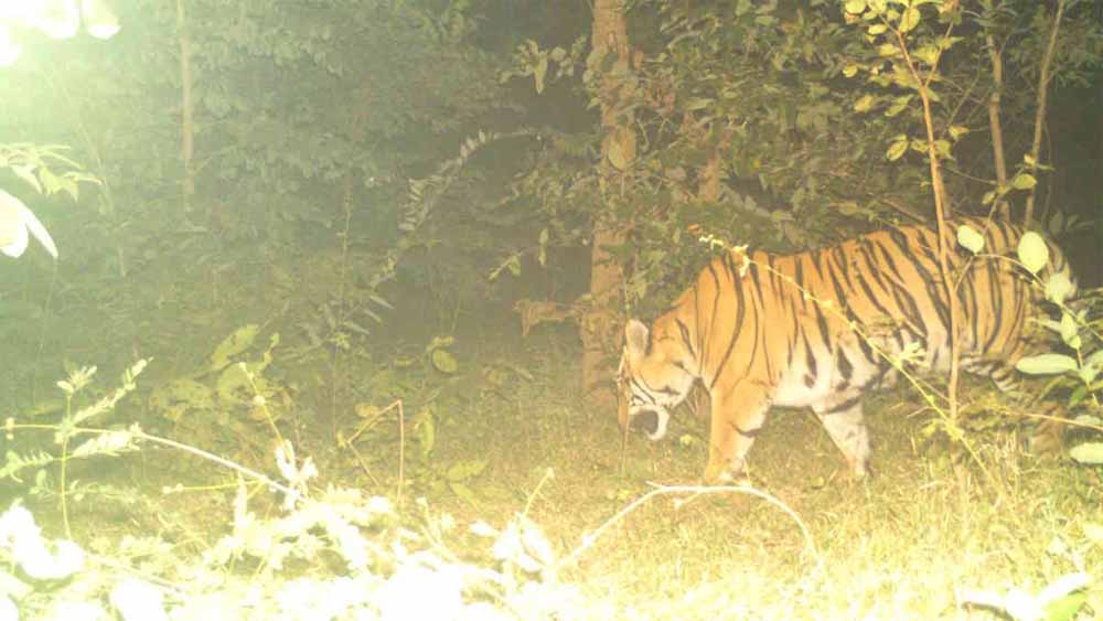 सीमा पर दहशत का बाघ: मवेशी पर झपटा, जान बचाने पेड़ पर चढ़े ग्रामीण