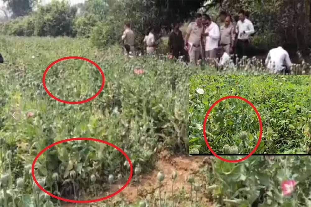 दुर्ग-बलरामपुर के बाद रायगढ़ में भी अफीम खेती का खुलासा, एक आरोपी गिरफ्तार