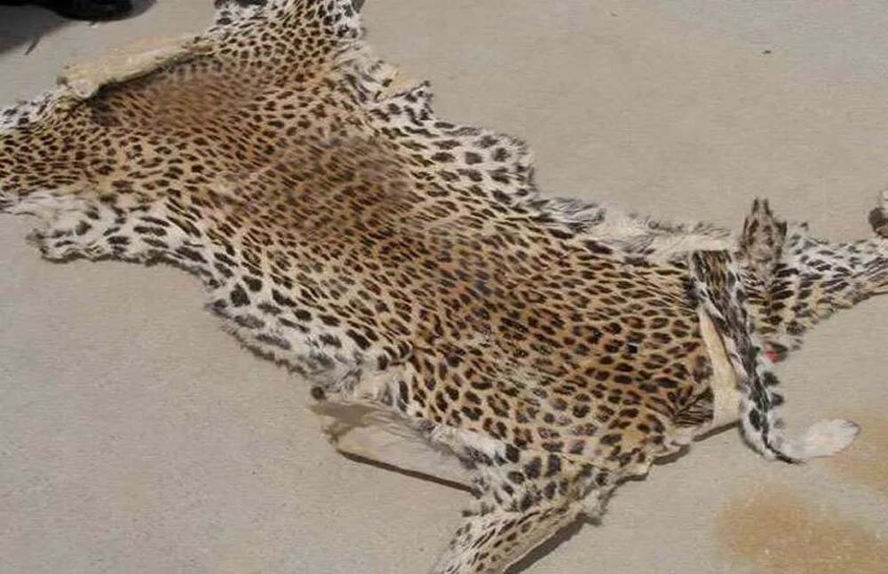 वन विभाग की सख्ती से खुला बड़ा गिरोह, तेंदुए की खाल के साथ 9 गिरफ्तार