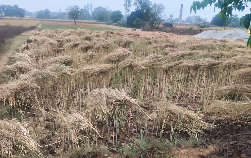 ओलावृष्टि और बारिश से 42 जिलों में फसलों की तबाही, 14 जिलों में आज भी जारी है खतरा