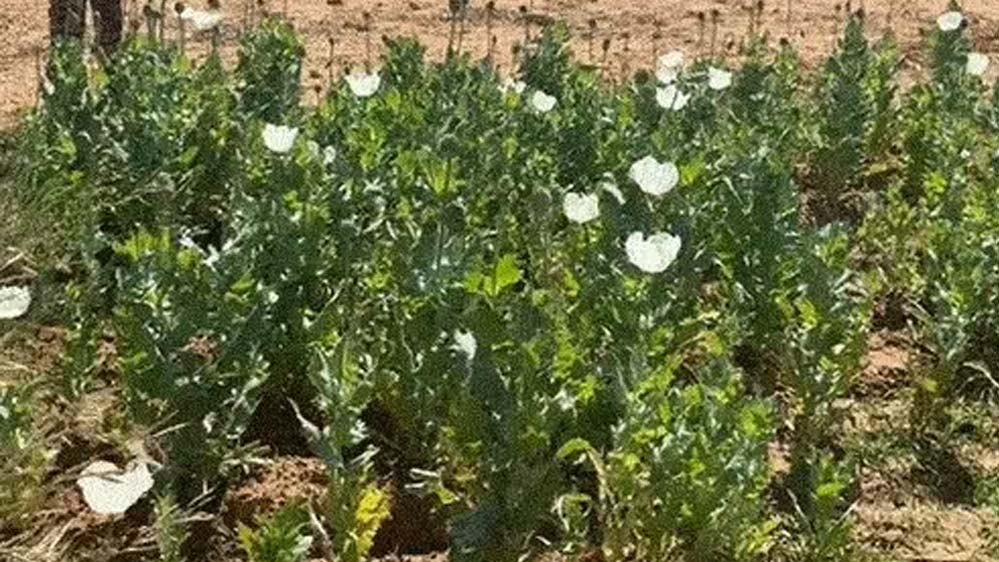 रायगढ़ में अफीम की अवैध खेती पकड़ी गई, दो किसान गिरफ्तार, इस महीने का पांचवां मामला