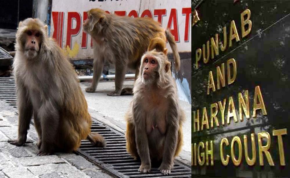 चंडीगढ़ हाईकोर्ट में बंदरों का बढ़ता खतरा, वकील ने पार्किंग से लेकर कोर्ट रूम तक सुरक्षा बढ़ाने की अपील की चंडीगढ़ हाईकोर्ट में बंदरों का बढ़ता खतरा, वकील ने पार्किंग से लेकर कोर्ट रूम तक सुरक्षा बढ़ाने की अपील की