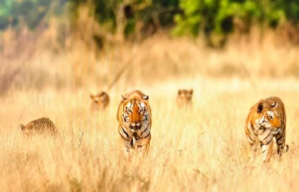 खिवनी अभयारण्य में बाघ परिवार का दुर्लभ दृश्य, सड़क पर निकले, टूरिस्ट की सांसें 20 मिनट तक थमी रहीं
