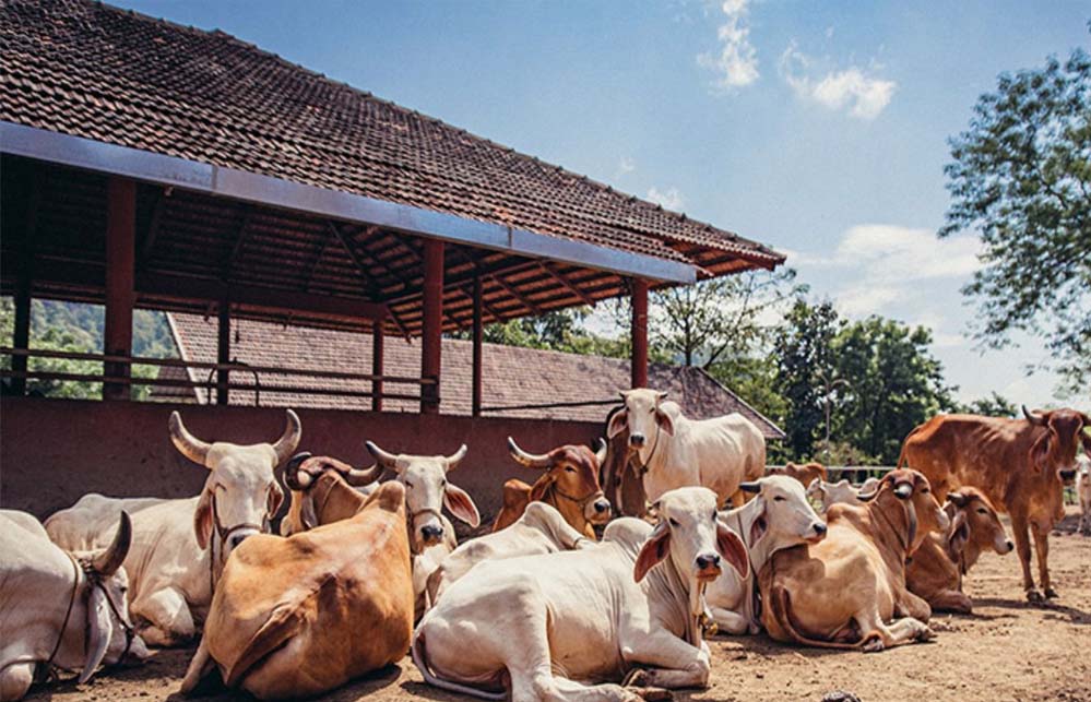 पंचगव्य से यूपी में खड़ा होगा विशाल ऑर्गेनिक बाजार