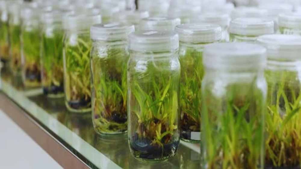 टिश्यू कल्चर लैब पर किसानों-उद्यमियों को सरकार देगी 50% अनुदान