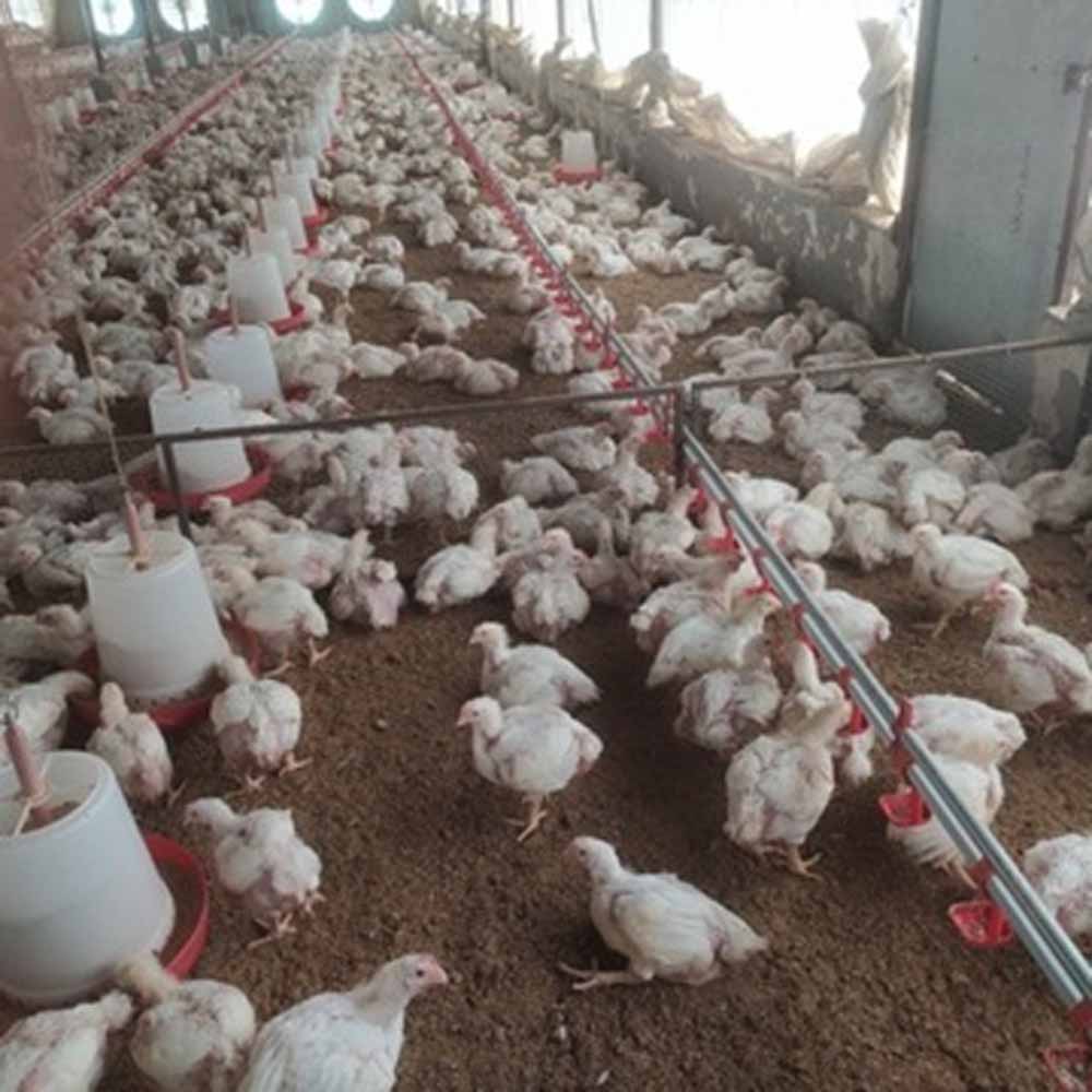 महिला समूह की सफलता की कहानी: 10 हजार चूजों वाले AC पोल्ट्री फार्म से हर महीने ₹80 हजार की कमाई