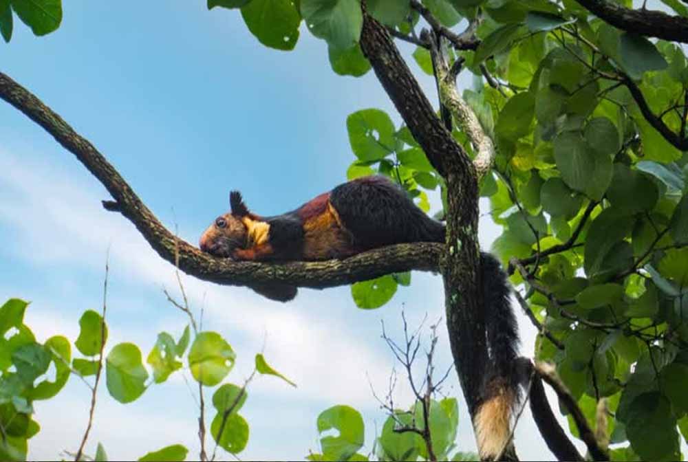 मालाबार पाइड हॉर्नबिल और उड़न गिलहरी की मौजूदगी दर्ज, उदंती में तकनीक और परंपरा का संगम