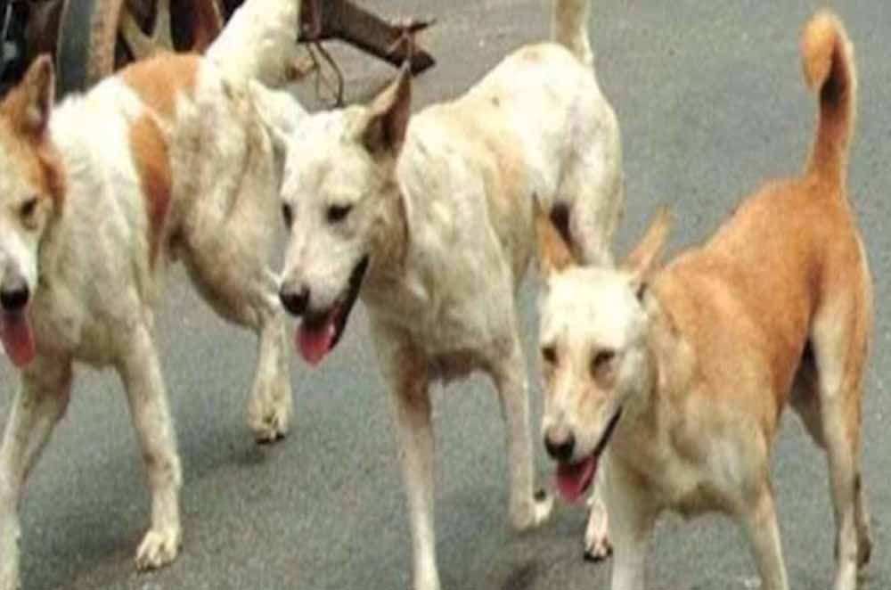 दिल दहला देने वाली घटना: कुरुक्षेत्र में आवारा कुत्तों के हमले में 50 से अधिक भेड़ों की मौत