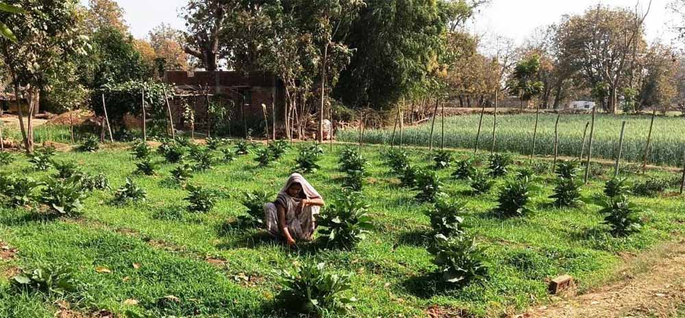 सब्जी उत्पादन से आरती की सालाना आय पहुँची 1.13 लाख