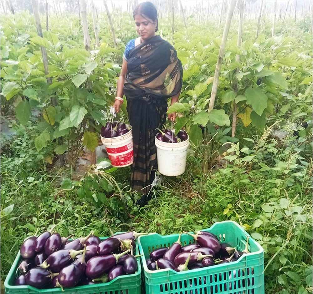 बिहान से बदली ममता की जिंदगी सब्जी की खेती से ममता बनी आत्मनिर्भर