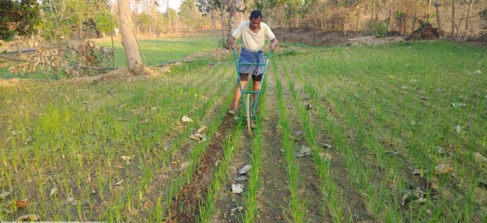 मिलेट्स की खेती से बढ़ रही किसानों की आय