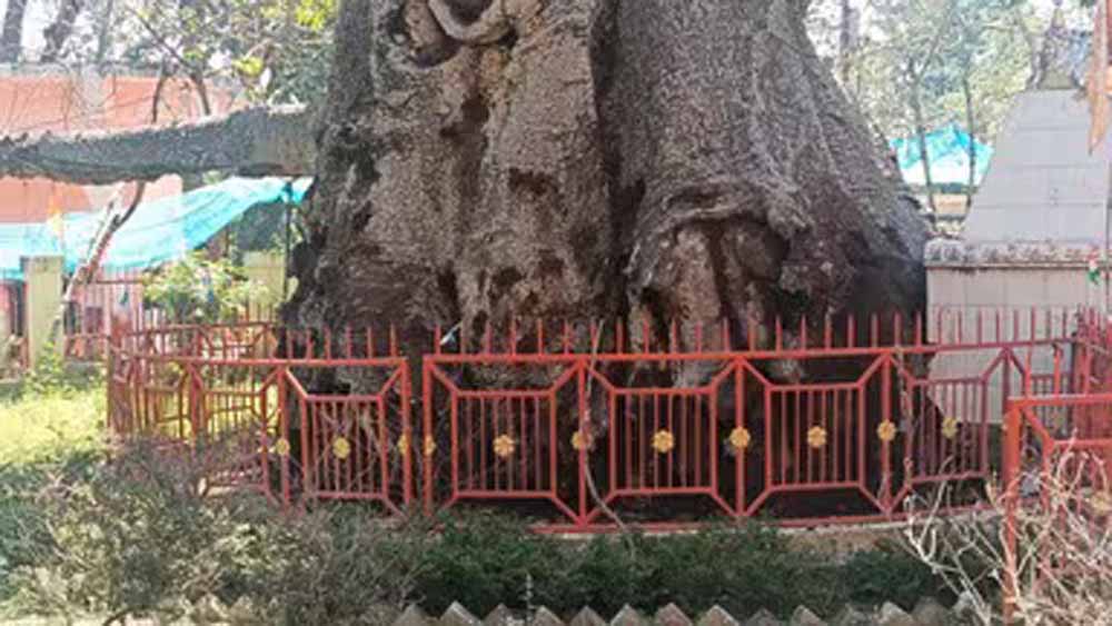 महाभारत कालीन पारिजात वृक्ष हुआ बीमार: यूपी में वैज्ञानिकों की टीम कर रही उपचार महाभारत कालीन पारिजात वृक्ष हुआ बीमार: यूपी में वैज्ञानिकों की टीम कर रही उपचार