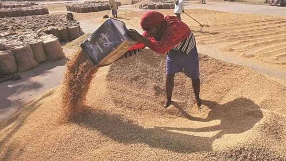 2585 रुपये प्रति कुंतल एमएसपी पर होगी गेहूं खरीद, पिछले साल से 160 रुपये प्रति कुंतल की हुई वृद्धि