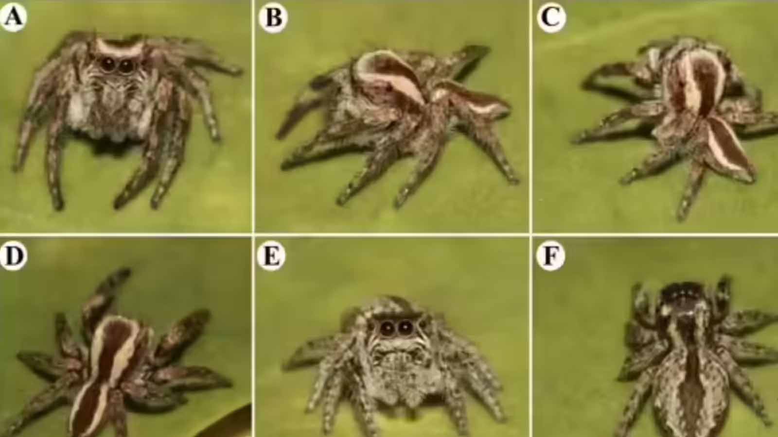 डेजर्ट नेशनल पार्क में नई स्पाइडर प्रजाति मिली, अंतरराष्ट्रीय स्तर पर चर्चा