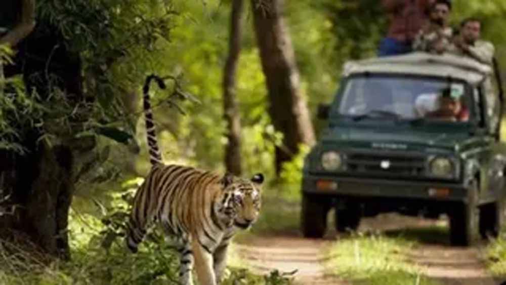 वाल्मीकि टाइगर रिजर्व में नया इको-टूरिज्म स्पॉट, अप्रैल अंत में उद्घाटन संभव