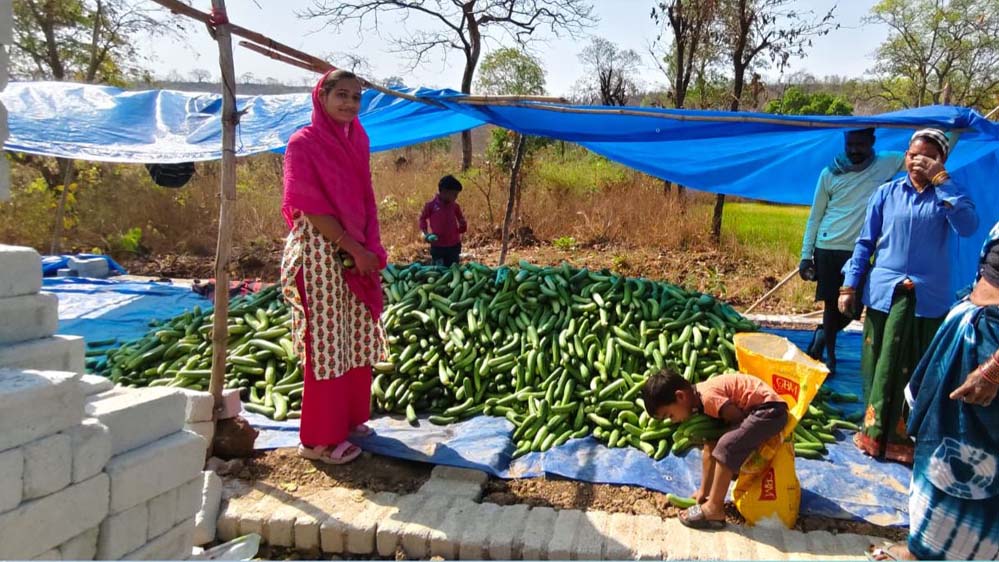 खीरा की खेती ने बदली सुभद्रा की जिंदगी, बिहान योजना से बनीं लखपति दीदी खीरा की खेती ने बदली सुभद्रा की जिंदगी, बिहान योजना से बनीं लखपति दीदी