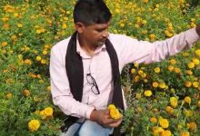 मेहनत रंग लाई पर मुनाफा गायब: फरीदाबाद में गेंदा किसानों को नहीं मिल रहा सही दाम