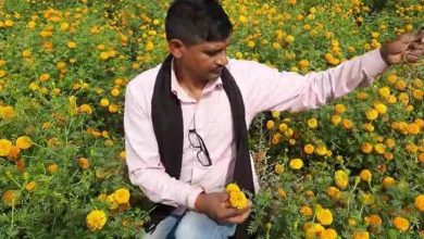 मेहनत रंग लाई पर मुनाफा गायब: फरीदाबाद में गेंदा किसानों को नहीं मिल रहा सही दाम