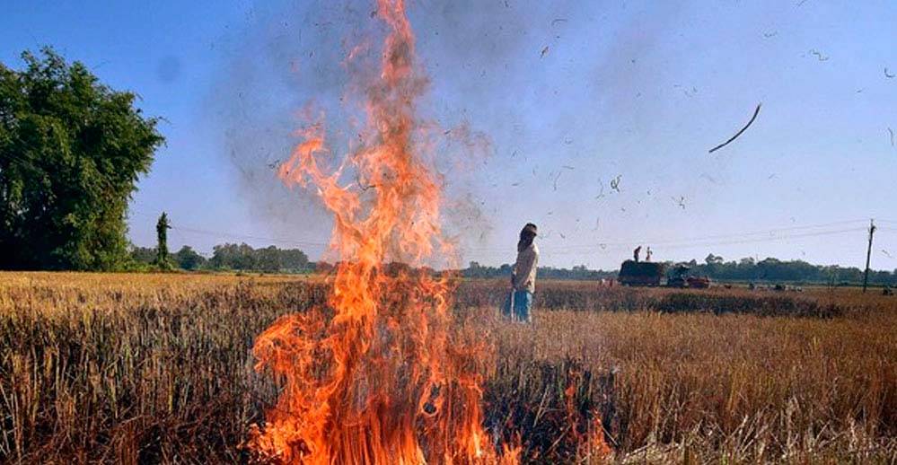 पंजाब ने पराली प्रबंधन में की बड़ी उपलब्धि, 94% कमी आई जलाने की घटनाओं में, मिला स्कॉच सिल्वर अवॉर्ड