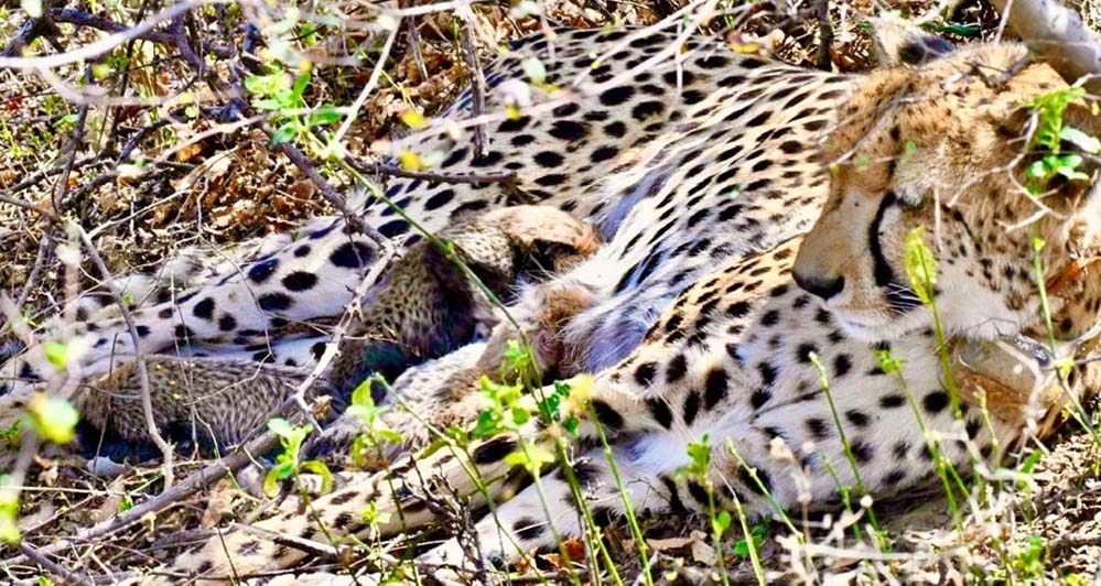 कूनो ने फिर दिखाई उम्मीद की किरण, चीता गामिनी ने 4 स्वस्थ शावकों को दिया जन्म