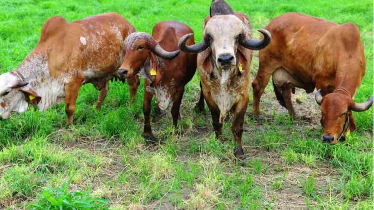 देसी पशुओं को राष्ट्रीय पहचान दिलाने की तैयारी, किसानों की आय बढ़ाने पर फोकस
