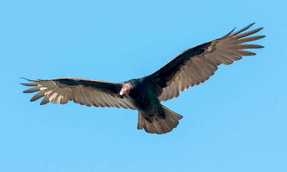 गिद्ध संरक्षण के क्षेत्र में वन विहार बनेगा अंतर्राष्ट्रीय उत्कृष्टता केंद्र