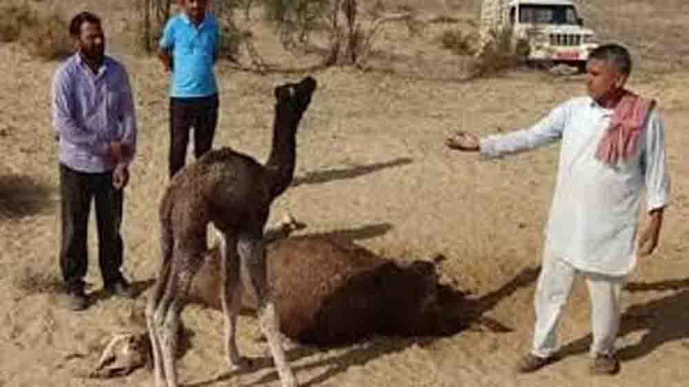 मां की ममता की मार्मिक तस्वीर, ऊंटनी के शव से चिपका रहा मासूम ऊंट का बच्चा